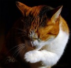 Ridendo sotto i baffi... Ridendo sotto i baffi...