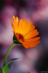 Altra prova con la nuovissima D80 + sigma 180macro:
Una semplice calendula...il colore lilla dello sfondo sono fiori di crisantemi (mi piaceva il contrasto dei 2 colori!)

Dati di scatto:
1/400
F5.6
400 ISO
mano libera


Critiche graditissime :)