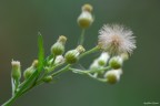 Un fiore che non sembra mai "fiorire"...

Dati di scatto:
1/200
F8
800 ISO
mano libera


Graditissime critiche e suggerimenti (ho la reflex da 4giorni ed urgono aiuti loool)