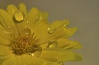 gelosia