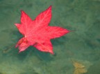 autunno in acqua autunno in acqua