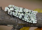 Dichonia aprilina Dichonia aprilina