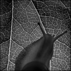 Senza fretta Senza fretta