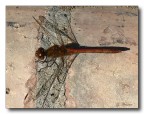 Libellula