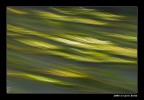 Ottenuta traslando l'obiettivo durante lo scatto.
Sigma 180 - F20 - 1/10 (mano libera)