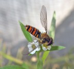 vi è scappata Lulù..... vi è scappata Lulù.....