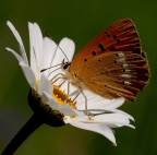 Bellezze con le ali... Bellezze con le ali...