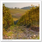 Chianti Shire Chianti Shire