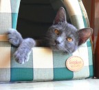 Mai sentito parlare di privacy? Mai sentito parlare di privacy?