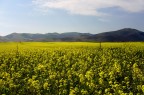 Castelluccio Castelluccio