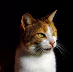 Una leccatina sul naso a tutti! Una leccatina sul naso a tutti!