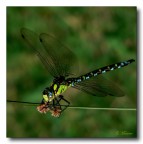 Libellula Libellula
