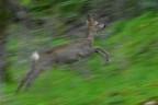 corsa nel bosco corsa nel bosco