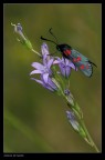Zygaena ........ (?) Zygaena ........ (?)