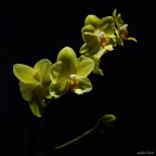 In vetrina In vetrina