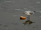 ah ecco il panino, ed ecco in lontanza anche il nero pennuto che si avvicina, bene-bene.....

PRECEDENTI PUNTATE SU: 
http://www.photo4u.it/viewtopicnews.php?t=131366