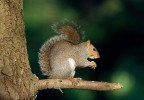 scoiattolo scoiattolo