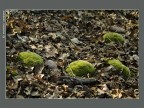 muschio a cuscinetto nella Riserva naturale del fiume Ticino a Vizzola Ticino