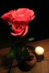 Rosa Rosa