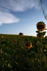 casa del girasole casa del girasole
