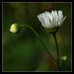 margherita margherita