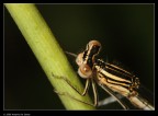 Libellula Libellula