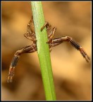 l'arrampicata l'arrampicata