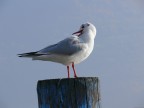 seagull