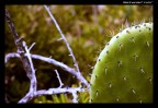 Cactus Cactus
