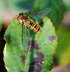 Macro di prova con la nuova Nikon 80