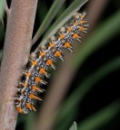 Bruco di Melitaea didyma Bruco di Melitaea didyma