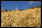 Giallo e blu Giallo e blu