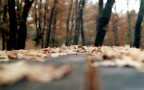 L'autunno L'autunno