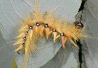 Bruco di Acronicta aceris Bruco di Acronicta aceris