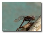 Libellula 2 Libellula 2