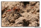Libellula... Libellula...