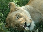 Pargo del Serengeti in Tanzania (Africa)