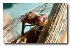 Libellula 3 Libellula 3