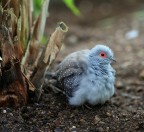 tortorella orientale tortorella orientale