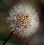 semplice soffione semplice soffione