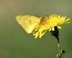 colias crocea colias crocea