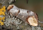 Phalera bucephala Phalera bucephala