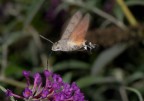 Macroglossum stellatarum Macroglossum stellatarum