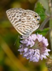 Leptotes pirithous Leptotes pirithous