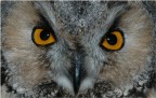 gufo ritratto gufo ritratto