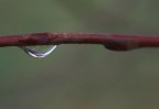 ... per una volta tanto mi sbilancio...
mi piace particolarmente il cromatismo e il minimalismo di questa foto... per la nitidezza della goccia... ho messo tutta me stessa...