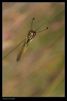 Libelloides longicornis Libelloides longicornis