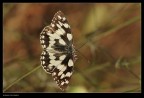 Melanargia galathea Melanargia galathea