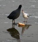 foto 22-- fotofumetto colazione sul ghiaccio foto 22-- fotofumetto colazione sul ghiaccio