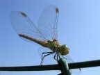 libellula... sul filo libellula... sul filo